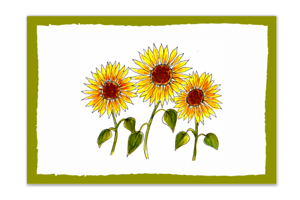 Sunflowers - Postcard